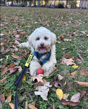 Rescue Maltipoo Dogs for Adoption in Philadelphia, Pennsylvania - Mr. Noodles | PetCurious