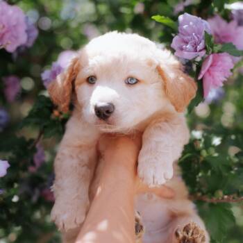 Penn -  Terrier and Mixed Breed Dog for Adoption in Northbrook, Illinois - Penn | PetCurious