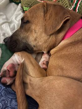 Rescue Black Mouth Cur Dogs for Adoption in Oklahoma City, Oklahoma - CALI 464442 FosterHomeHousebrokenCrateTrainedLovesDogsKids! | PetCurious