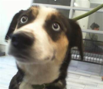 Mixed Breed Dogs Available for Adoption in Charlotte, North Carolina - LOVELY | PetCurious