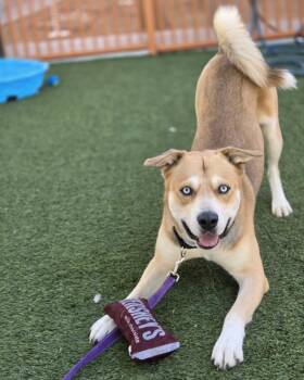 Pit Bull Terrier and Mixed Breed Dogs Available for Adoption in Las Vegas, Nevada - GUS GUS | PetCurious