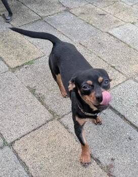 Brownie -  Chihuahua Dog for Adoption in Plainfield, Illinois - Brownie | PetCurious