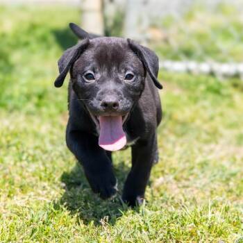Mixed Breed Dogs Available for Adoption - Zebra Cakes | PetCurious