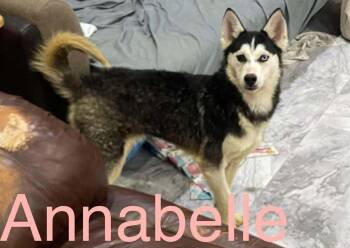 Husky and German Shepherd Dog Dogs Available for Adoption - Seven Kingdoms : Tanselle (Annabelle) | PetCurious