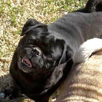 Louie -  Pug Dog Available for Adoption in Alvin, Texas - Louie | PetCurious