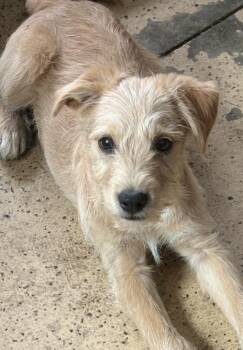 Terrier and Schnauzer Dogs Available for Adoption - Sky | PetCurious
