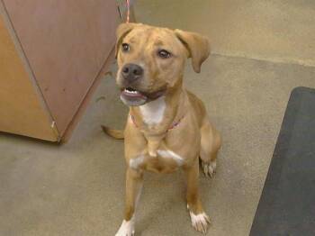 ALLOY -  Pit Bull Terrier and Labrador Retriever Dog for Adoption in Sacramento, California - ALLOY | PetCurious