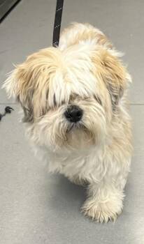 Mixed Breed Dogs Available for Adoption - Sherman | PetCurious