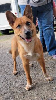 Koda -  Australian Cattle Dog Blue Heeler Dog for Adoption in Mountain City, Tennessee - Koda | PetCurious