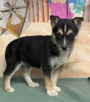 Border Collie Dogs Available for Adoption - Flamingo | PetCurious