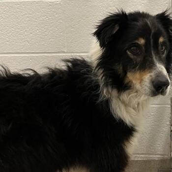 Australian Shepherd and Mixed Breed Dogs Available for Adoption in St. Louis, Missouri - FANCY PANTS | PetCurious