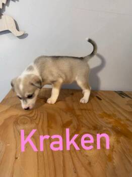 Kraken -  Mixed Breed Dog for Adoption in Athens, Ontario - Kraken | PetCurious