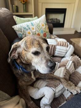 Rescue Beagle Dogs for Adoption in Athens, New York - Joey Tribbiani | PetCurious