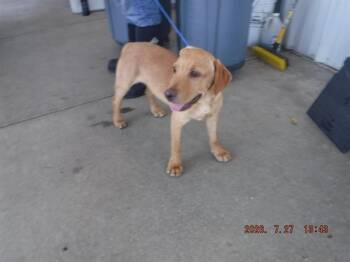 OSO -  Labrador Retriever Dog for Adoption in Oroville, California - OSO | PetCurious