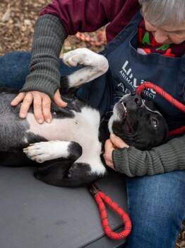 Mixed Breed Dogs Available for Adoption in Chamblee, Georgia - Neela | PetCurious