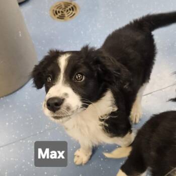 Max -  Border Collie Dog for Adoption in Watertown, New York - Max | PetCurious
