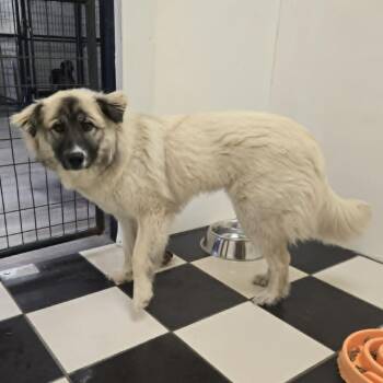 Dolly -  Anatolian Shepherd and Australian Shepherd Dog Available for Adoption in Gordonsville, Tennessee - Dolly | PetCurious