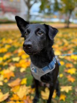 Rescue Mountain Dog Dogs for Adoption in Vancouver, British Columbia - Jaxon | PetCurious
