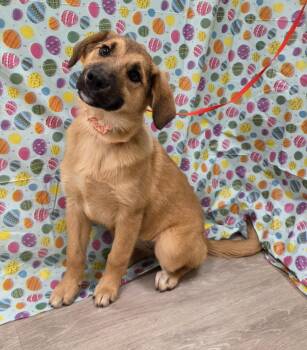 Golden Retriever and Australian Shepherd Dogs Available for Adoption in Attalla, Alabama - Winter | PetCurious
