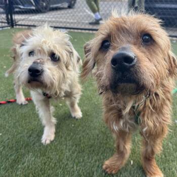 Mixed Breed Dogs Available for Adoption - Hunnit | PetCurious