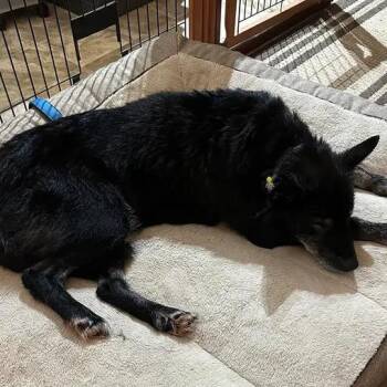 Husky Dogs Available for Adoption - Fluffy | PetCurious