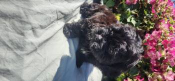 Dusty -  Shih Poo Dog for Adoption in Torrance, California - Dusty | PetCurious
