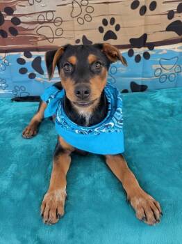 Labrador Retriever and Border Collie Dogs Available for Adoption in Mount Laurel Township, New Jersey - Cricket | PetCurious