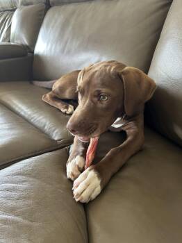 Lila -  Pit Bull Terrier Dog for Adoption in Blairsville, Georgia - Lila | PetCurious