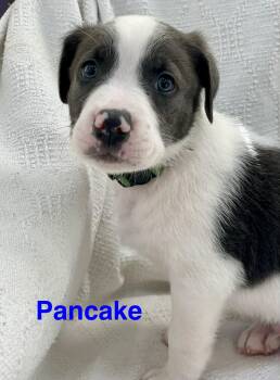 Jack Russell Terrier and Great Dane Dogs Available for Adoption in Madisonville, Louisiana - PANCAKE | PetCurious