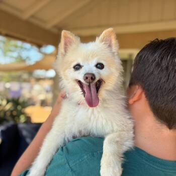 Elisha -  Pomeranian Dog for Adoption in Ramona, California - Elisha | PetCurious