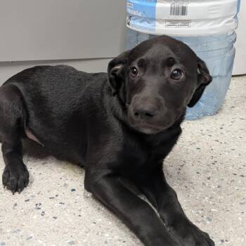 Mixed Breed Dogs Available for Adoption - Puma | PetCurious