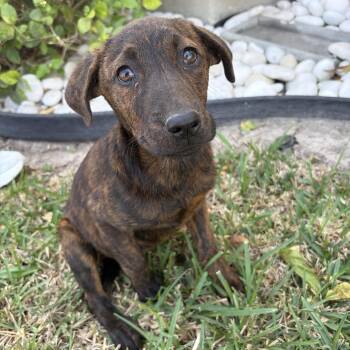 Plott Hound and Labrador Retriever Dogs Available for Adoption - Zoey | PetCurious