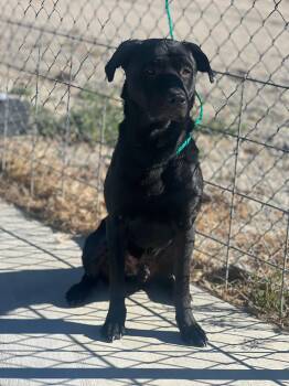 61289338 -  Labrador Retriever Dog for Adoption in Elko, Nevada - 61289338 | PetCurious