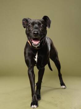 Angel -  Mixed Breed Dog for Adoption in Atlanta, Georgia - Angel | PetCurious