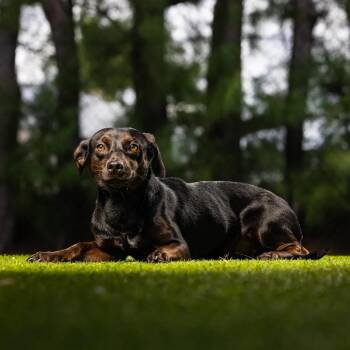 Winnie -  Dachshund and Mixed Breed Dog for Adoption in Jupiter, Florida - Winnie | PetCurious
