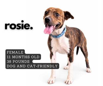 Rosie -  Mixed Breed Dog for Adoption in Ashland, Kentucky - Rosie | PetCurious