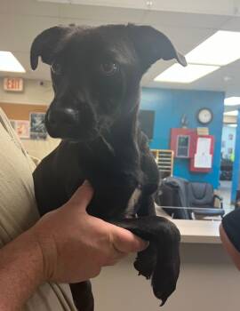 Rescue Labrador Retriever and Dachshund Dogs for Adoption in Nacogdoches, Texas - Sky | PetCurious