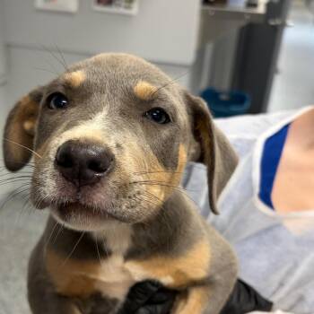 Eagle -  Mixed Breed Dog for Adoption in Greenville, South Carolina - Eagle | PetCurious