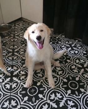 Hamish SAT -  Great Pyrenees Dog for Adoption in Quinlan, Texas - Hamish SAT | PetCurious