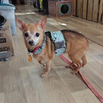 Coco -  Chihuahua Dog for Adoption in New Orleans, Louisiana - Coco | PetCurious