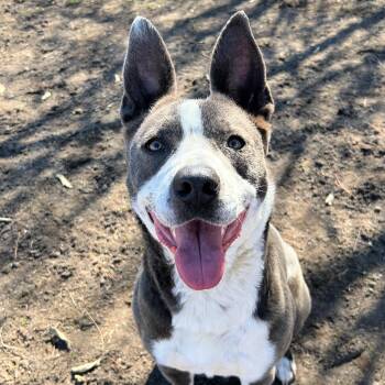 Pit Bull Terrier and Australian Cattle Dog Blue Heeler Dogs Available for Adoption - Abby | PetCurious