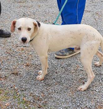 Don -  Mixed Breed Dog for Adoption in Elizabethtown, North Carolina - Don | PetCurious