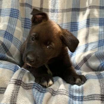 Re Musical -  Husky Dog for Adoption in Andover, Massachusetts - Re Musical | PetCurious
