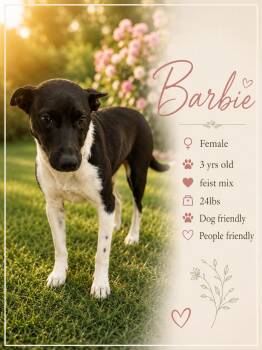 Barbie -  Mixed Breed Dog for Adoption in Ashland, Kentucky - Barbie | PetCurious