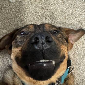 Fenley -  German Shepherd Dog Dog for Adoption in Fort Collins, Colorado - Fenley | PetCurious