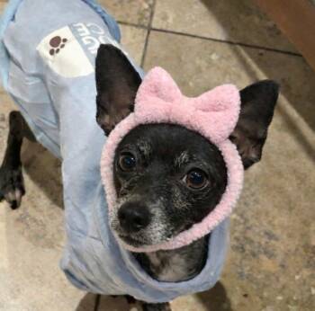 Chihuahua Dogs Available for Adoption in Houston, Texas - Hildie (Hildy) | PetCurious
