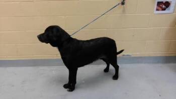 BLADE -  Cane Corso and Mixed Breed Dog for Adoption in Tulsa, Oklahoma - BLADE | PetCurious