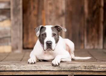 Mama Royal -  American Staffordshire Terrier and Hound Dog for Adoption in Princeton, Massachusetts - Mama Royal | PetCurious