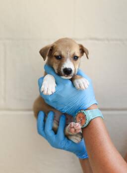 Ringo -  Labrador Retriever Dog for Adoption in Lucedale, Mississippi - Ringo | PetCurious