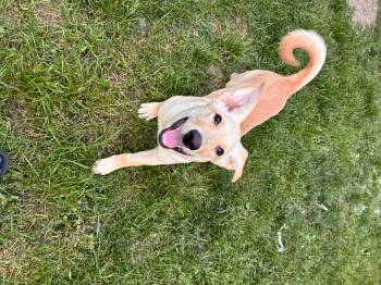 Rescue Labrador Retriever and Husky Dogs for Adoption in Cambridge, Ontario - Kiki | PetCurious